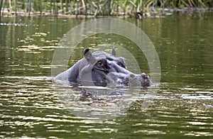 Hippopotamus in water Botswana, Africa