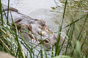 Hippopotamus,water