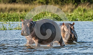 Hippopotamus in the water. The common hippopotamus (Hippopotamus amphibius)