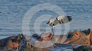 Hippopotamus in water with feathered visitor