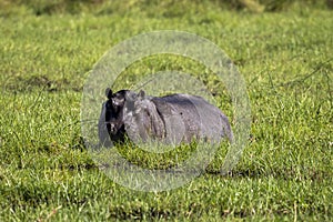 Hippopotamus in water and grass, Botswana, Africa