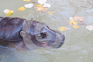 Hippopotamus in the water