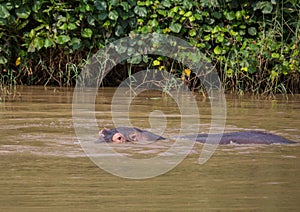 Hippopotamus in the water at the ISimangaliso Wetland Park photo