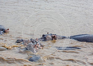 Hippopotamus in the water at the ISimangaliso Wetland Park photo