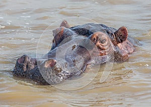 Hippopotamus in the water at the ISimangaliso Wetland Park photo