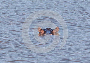 Hippopotamus in the water at the ISimangaliso Wetland Park photo