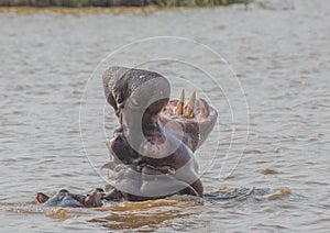 Hippopotamus in the water at the ISimangaliso Wetland Park photo