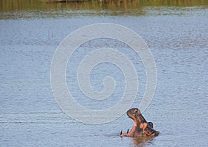 Hippopotamus in the water at the ISimangaliso Wetland Park photo