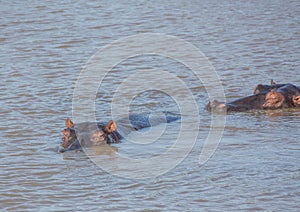 Hippopotamus in the water at the ISimangaliso Wetland Park photo