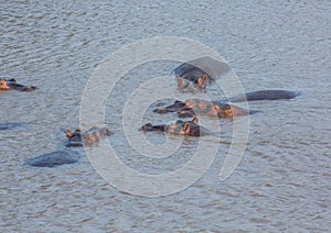 Hippopotamus in the water at the ISimangaliso Wetland Park photo