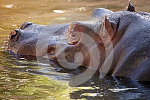 Hippopotamus in water, its natural habitat