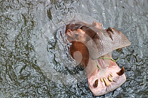 Hippopotamus in the water opening its large mouth