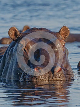 Hippopotamus in water portrait in Chobe river