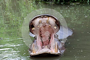 Hippopotamus with widely opened mouth photo