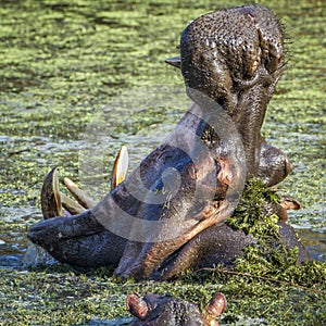 Hippopotamus yawning in Kruger National park photo