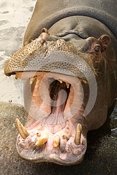 Hippopotamus yawns in zoo