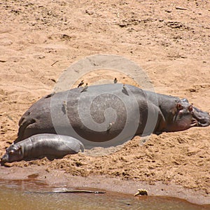 Hippopotamus and young one busking in the sun