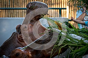 Hippopotamus in the zoo