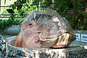 The hippopotamus in the zoo