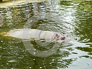 Hippopotamus in the zoo swims in the water