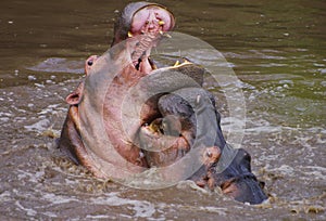 Hippopotamuses fighting in a river, Serengeti