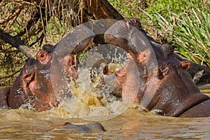 Hippopotamuses Fighting