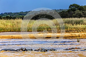 Hippopotamuses, iSimangaliso Wetland Park photo