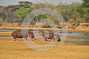 Hippopotamuses Walking along Luangwa River, South Luangwa National Park, Zambia