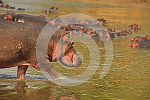 Hippopotamuses Walking along Luangwa River, South Luangwa National Park, Zambia