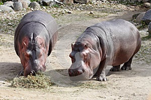 Hippos