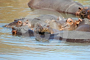 Hippos