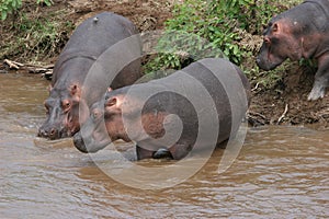 Hippos