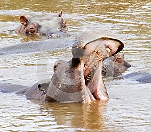 Hippos