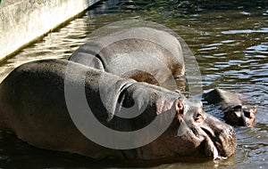 Hippos #2