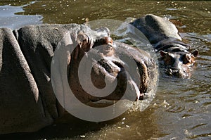 Hippos