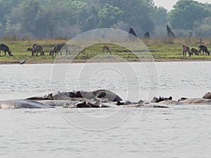 Hippos