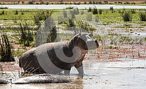 Hippos amphibius in water