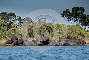 Hippos on bank in Okvango Delta