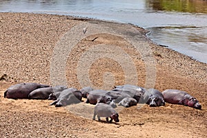 Hippos are basking in the sun on the sandy bank