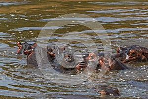 Hippos bathing