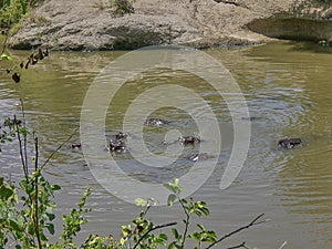 Hippos bathing in the cool Mara river in the Masai Mara