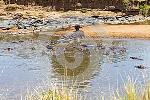 Hippos cooling off in the Mara River