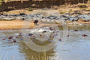 Hippos that are cooling off in the water