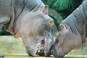 Hippos