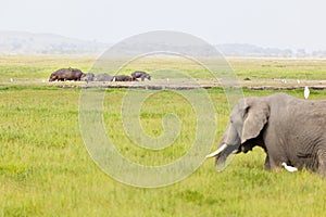 Hippos and Elephant in Kenya