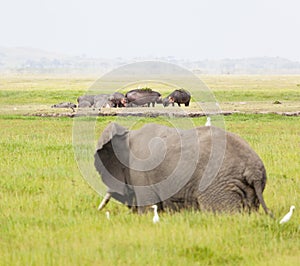 Hippos and Elephant in Kenya