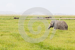 Hippos and Elephant in Kenya