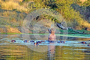 Hippos Expressing dominance