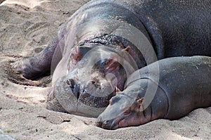 Hippos family is sleeping on the sand