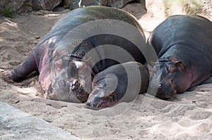 Hippos family is sleeping on the sand